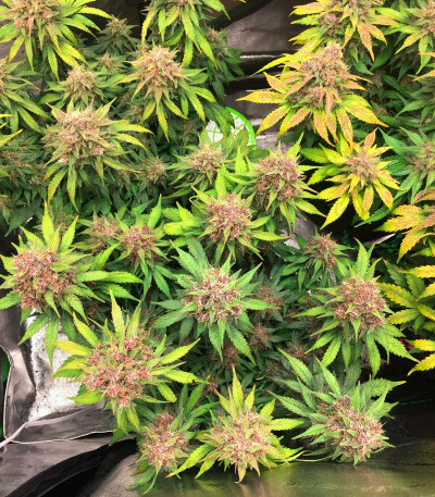 Purple Juice Auto fem (Herbies Seeds) — изображение 3