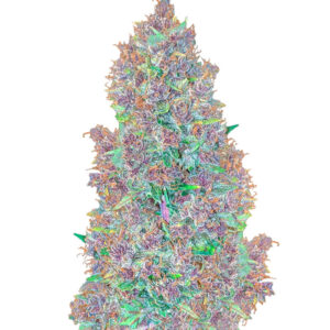 Purple Juice Auto fem (Herbies Seeds)