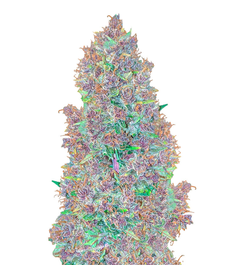 Purple Juice Auto fem (Herbies Seeds)