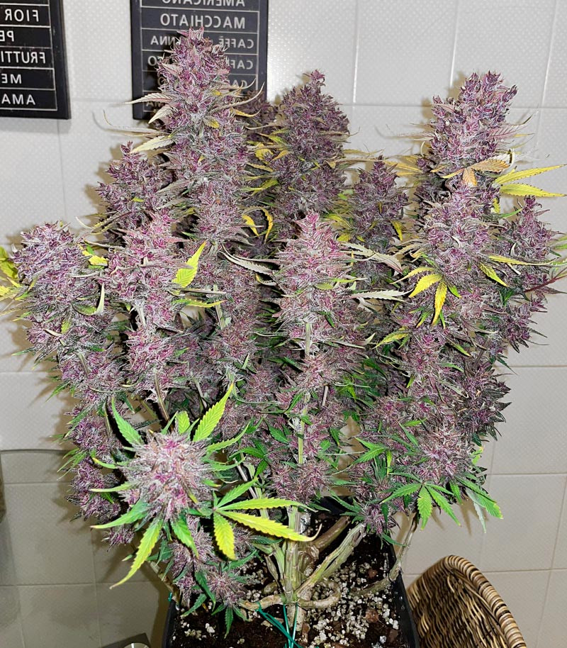 Purple Juice Auto fem (Herbies Seeds) — изображение 5