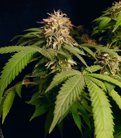 Runtz Punch fem (Herbies Seeds) — изображение 4