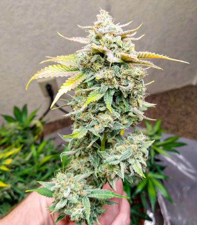 Семена сорта Watermelon OG fem (Advanced Seeds) — изображение 3