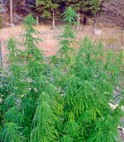 Семена сорта Wonder Woman fem (Nirvana Seeds) — изображение 3