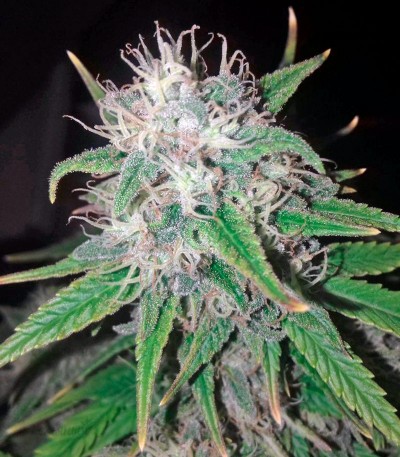 Семена сорта Wonder Woman fem (Nirvana Seeds) — изображение 2