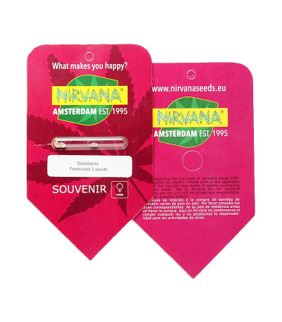 Семена сорта Blackberry fem (Nirvana Seeds) — изображение 2