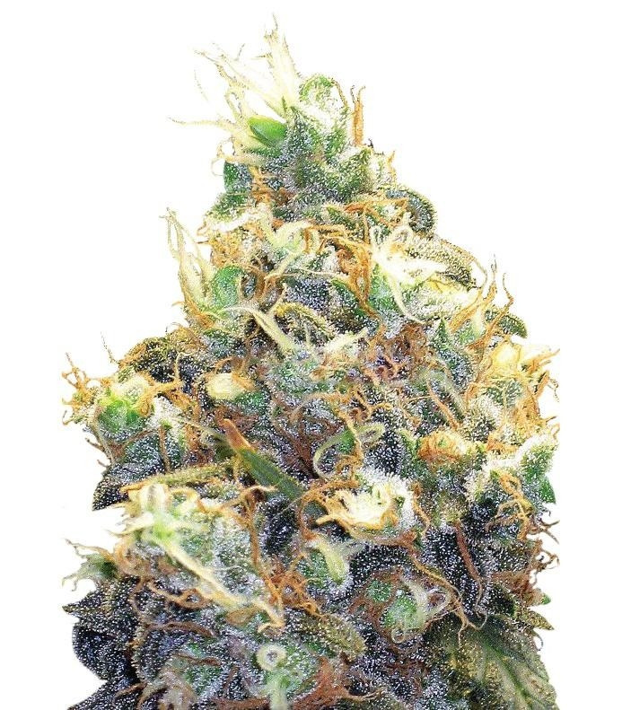 Семена сорта Mango Skunk fem (Nirvana Seeds)