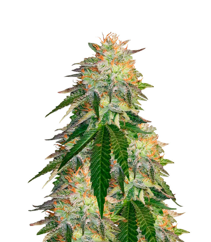 Runtz Punch fem (Herbies Seeds)