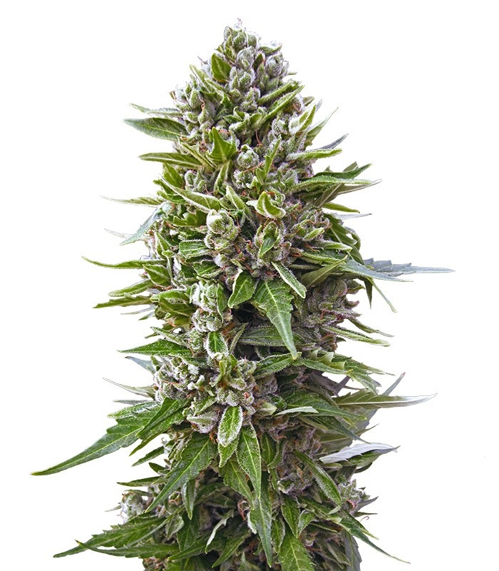 Семена сорта Auto Northern Lights fem (00 seeds)