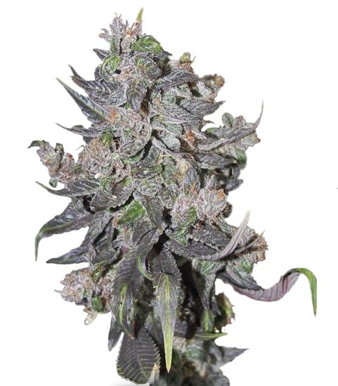 Семена сорта Blue Mystic Automatic fem (Nirvana Seeds)