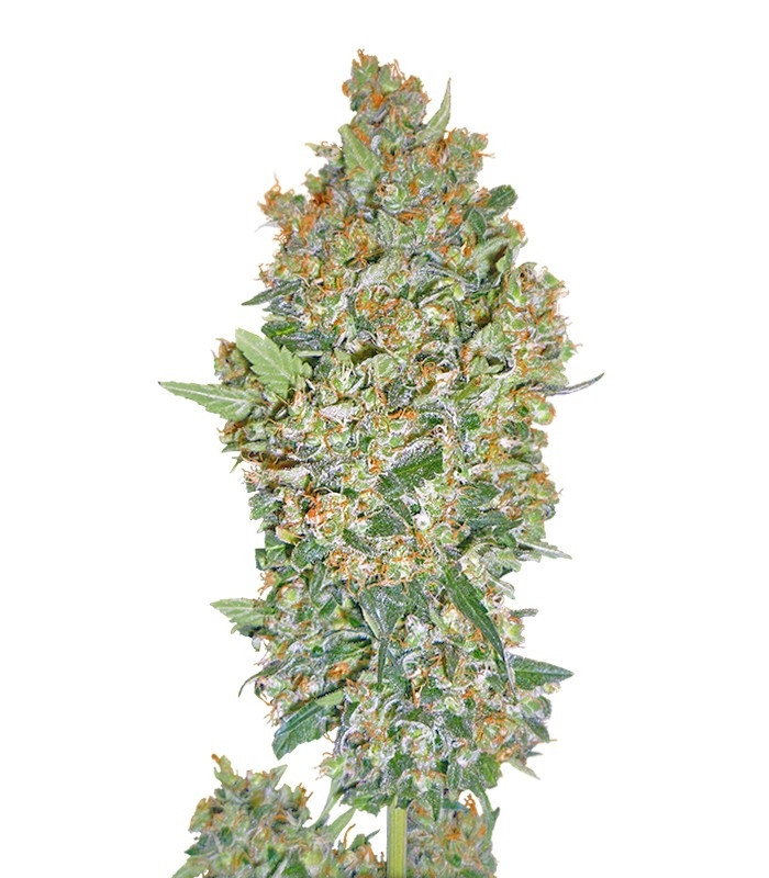 Семена сорта Cheese Berry (Hashchis Berry) fem (00 Seeds)