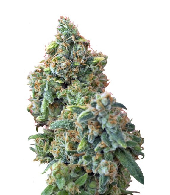 Семена сорта Kaya Gold fem (Nirvana Seeds)