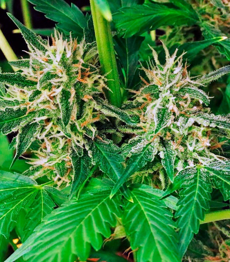 Семена сорта Sweet Skunk F1 Fast Version fem (Sweet Seeds) — изображение 3