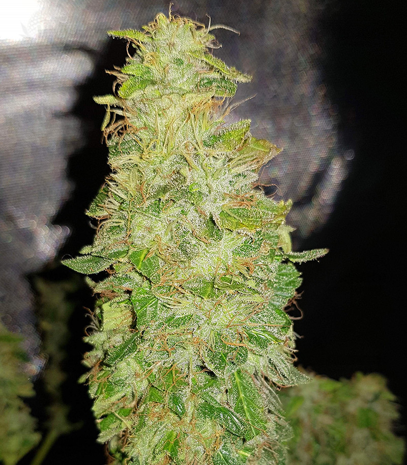Auto Afghan Mass fem (00 Seeds) семена конопли — изображение 3