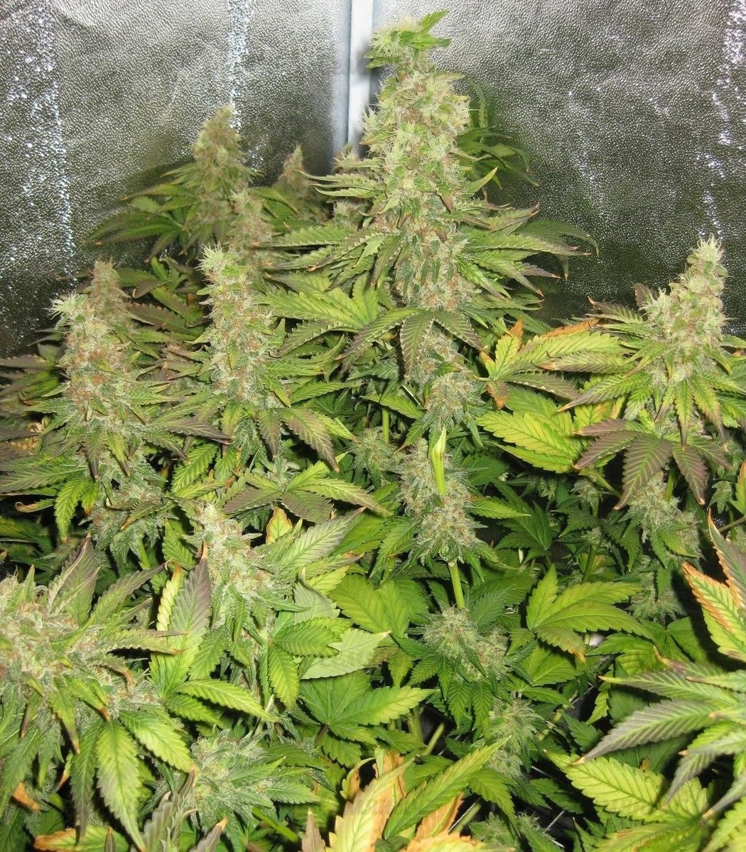 Blue Mystic fem (RQS) семена конопли — изображение 3