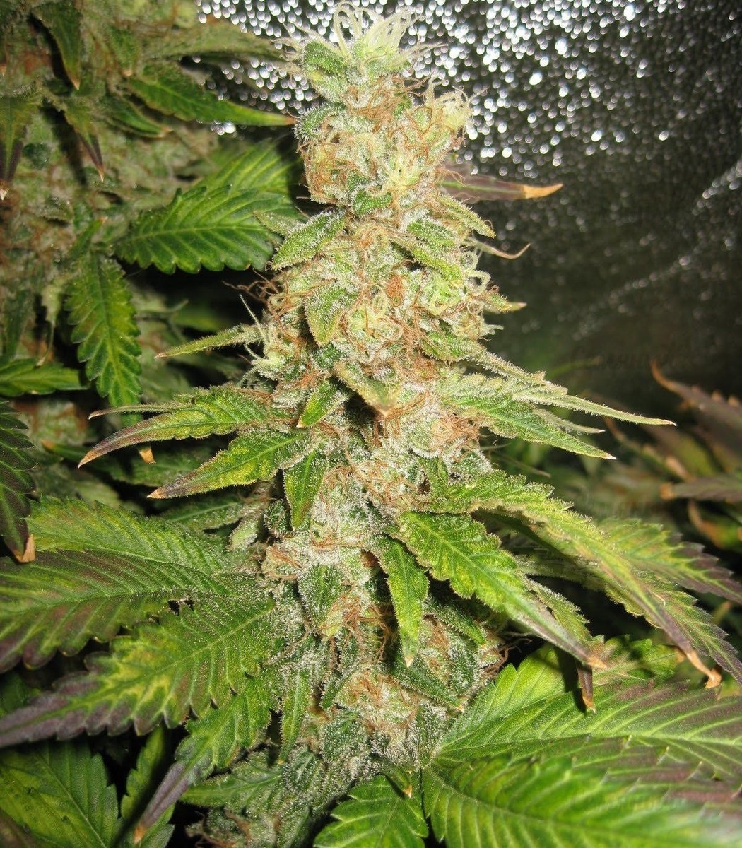 Blue Mystic fem (RQS) семена конопли — изображение 2