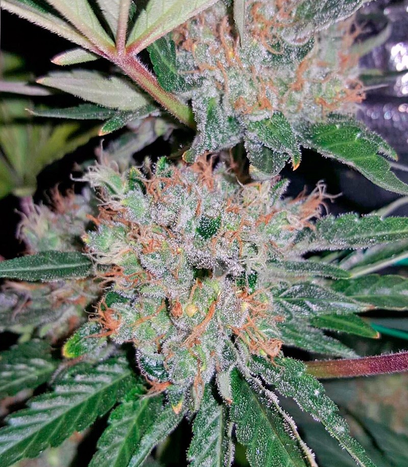 Blue Mystic fem (RQS) семена конопли — изображение 4