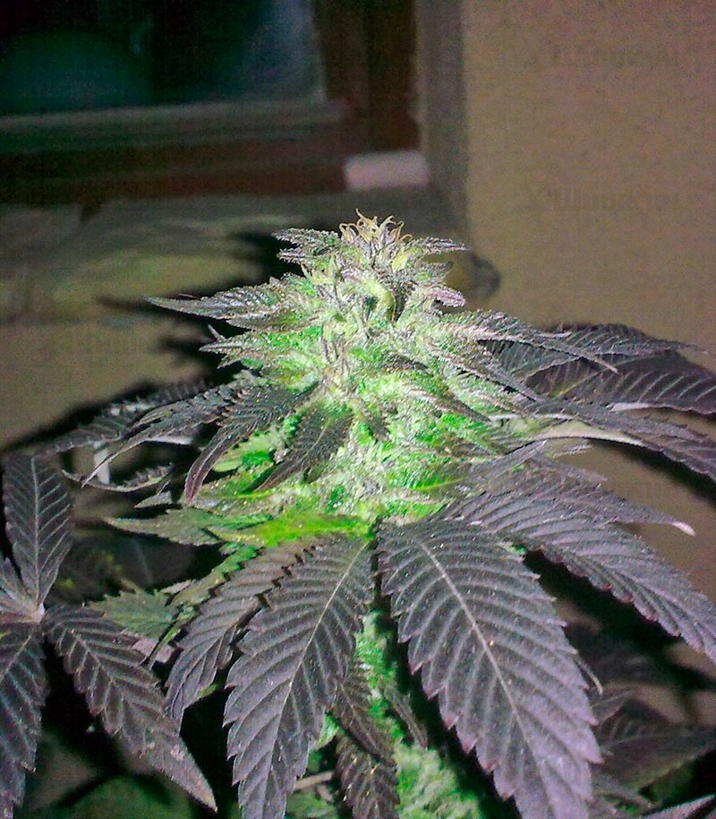 Семена сорта Durga Mata fem (Paradise Seeds) — изображение 2