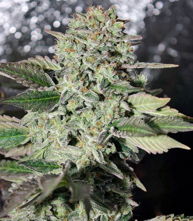 Семена сорта Dutch Kush fem (Paradise Seeds) — изображение 2
