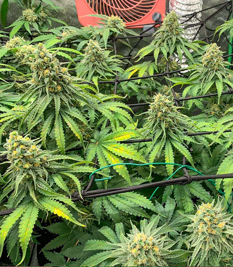Moscow Blueberry Auto fem (Kalashnikov Seeds) семена конопли — изображение 4