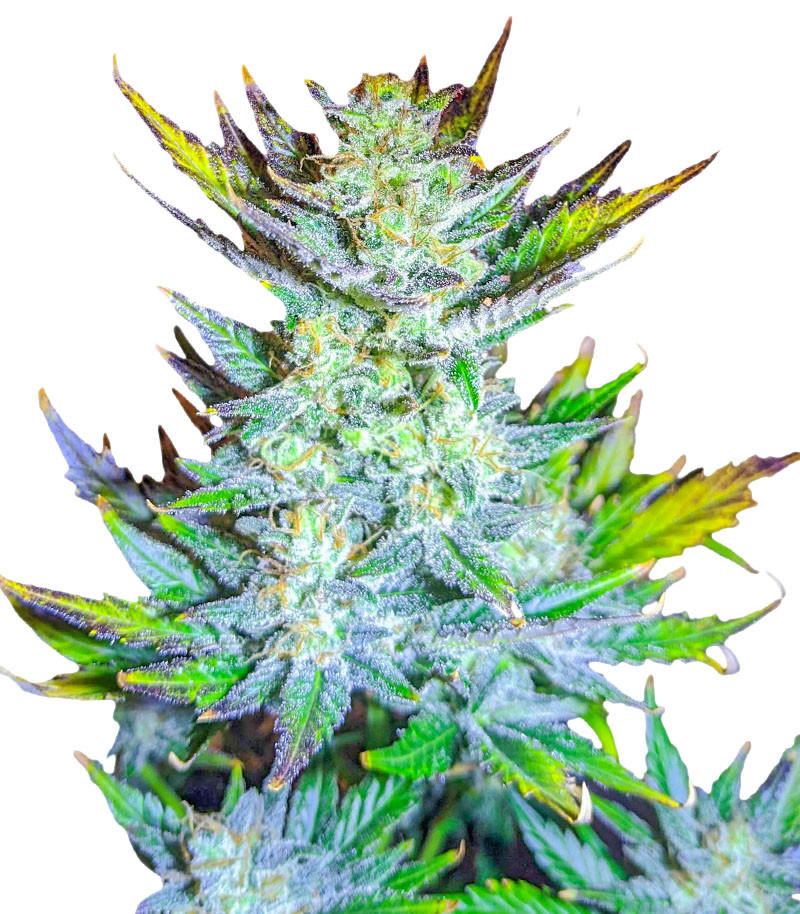 Moscow Blueberry Auto fem (Kalashnikov Seeds) семена конопли