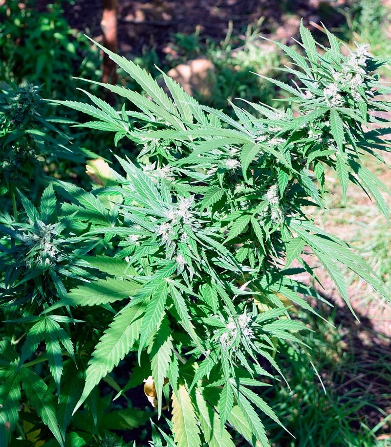 Pandora auto fem (Paradise Seeds) семена конопли — изображение 2