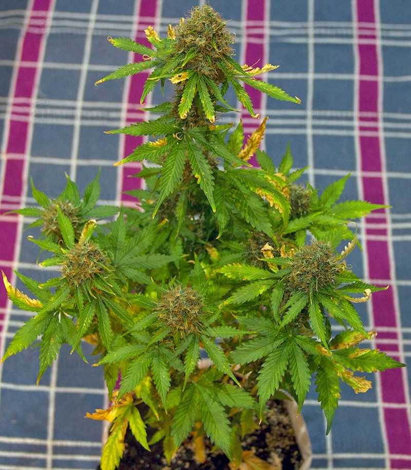 Pandora auto fem (Paradise Seeds) семена конопли — изображение 3