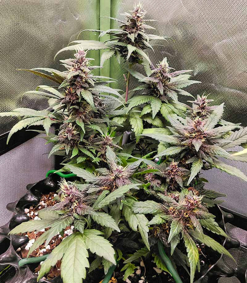 Purple Mazar Auto fem (Kalashnikov Seeds) семена конопли — изображение 4