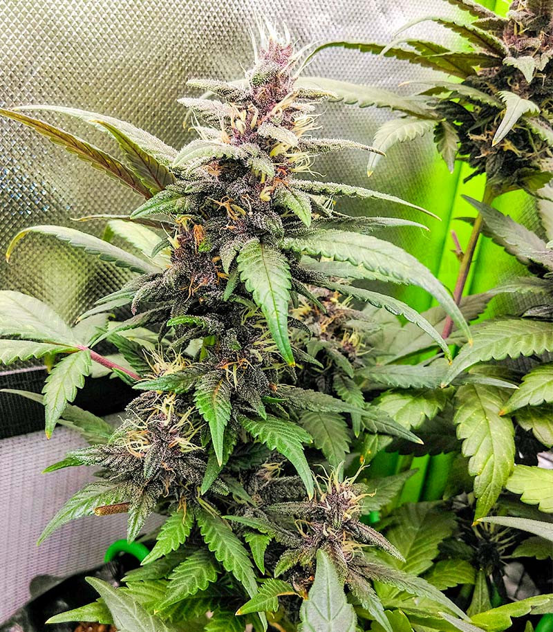 Purple Mazar Auto fem (Kalashnikov Seeds) семена конопли — изображение 3
