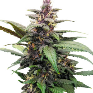 Purple Mazar Auto fem (Kalashnikov Seeds) семена конопли