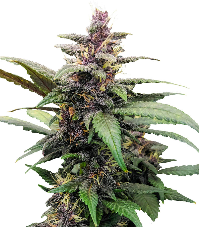 Purple Mazar Auto fem (Kalashnikov Seeds) семена конопли