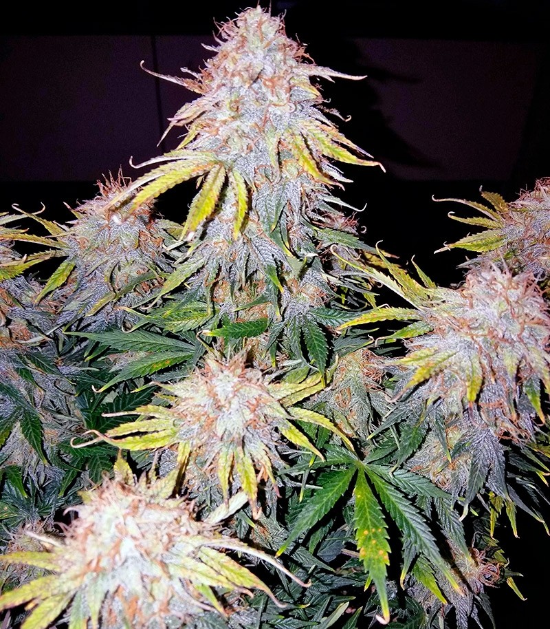Royal Jack Automatic fem (RQS) семена конопли — изображение 3
