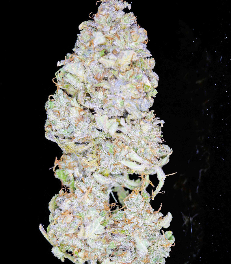 Семена сорта Strawberry Pie Auto fem (FastBuds) — изображение 3