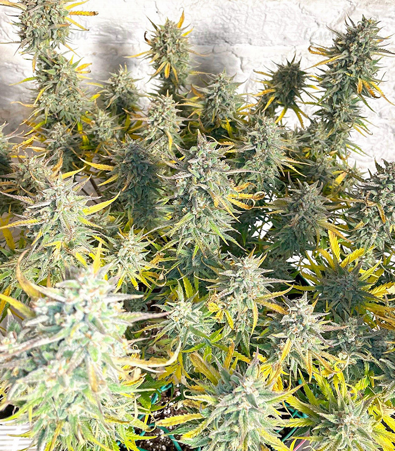 Семена сорта Strawberry Pie Auto fem (FastBuds) — изображение 4