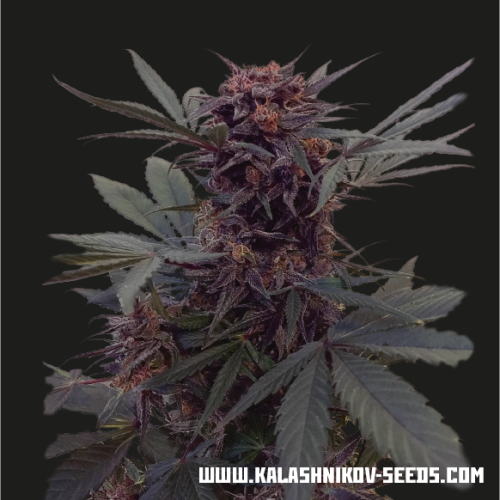 Babushka Black Auto fem (Kalashnikov Seeds) семена конопли — изображение 3