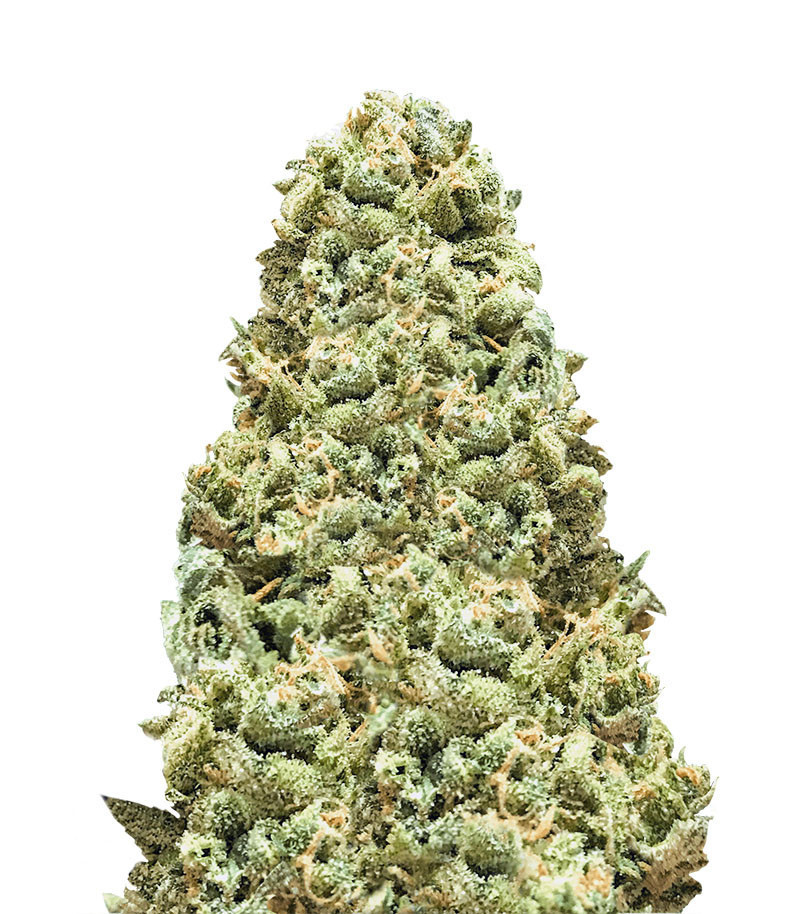 Семена сорта Monster Girl Scout Cookies fem (Monster Genetics)
