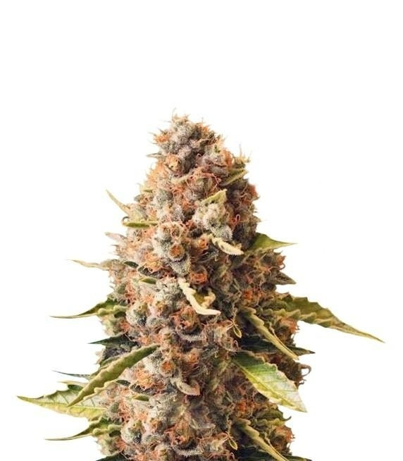 Euphoria fem (RQS) семена конопли