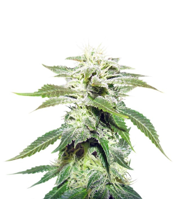 Семена сорта Original White Widow (IBL) fem (Paradise Seeds)