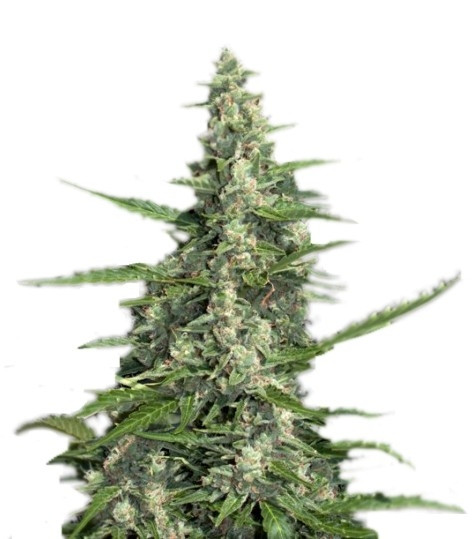 Pandora auto fem (Paradise Seeds) семена конопли