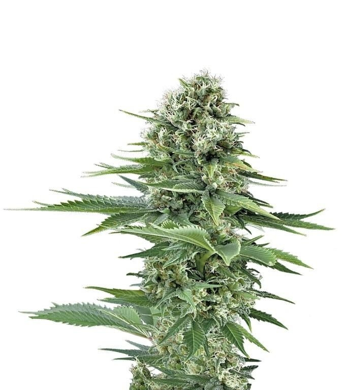 Power Flower fem (RQS) семена конопли