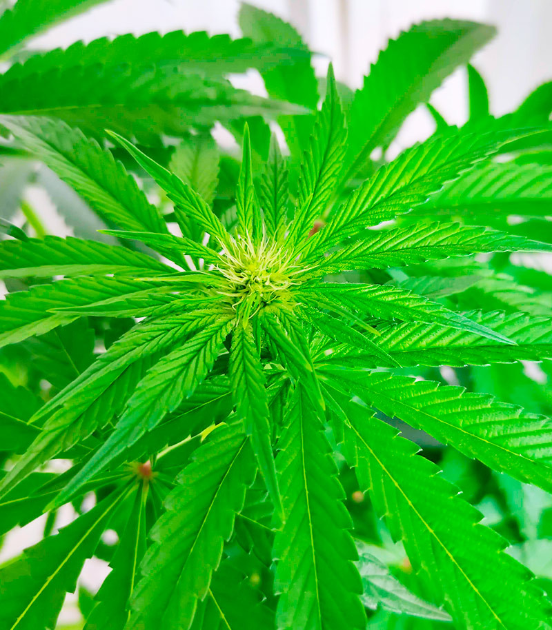 Семена сорта White Widow fem (Amsterdam Seeds) — изображение 4