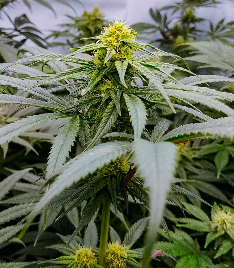Семена сорта Jealousy fem (7CH American) — изображение 10