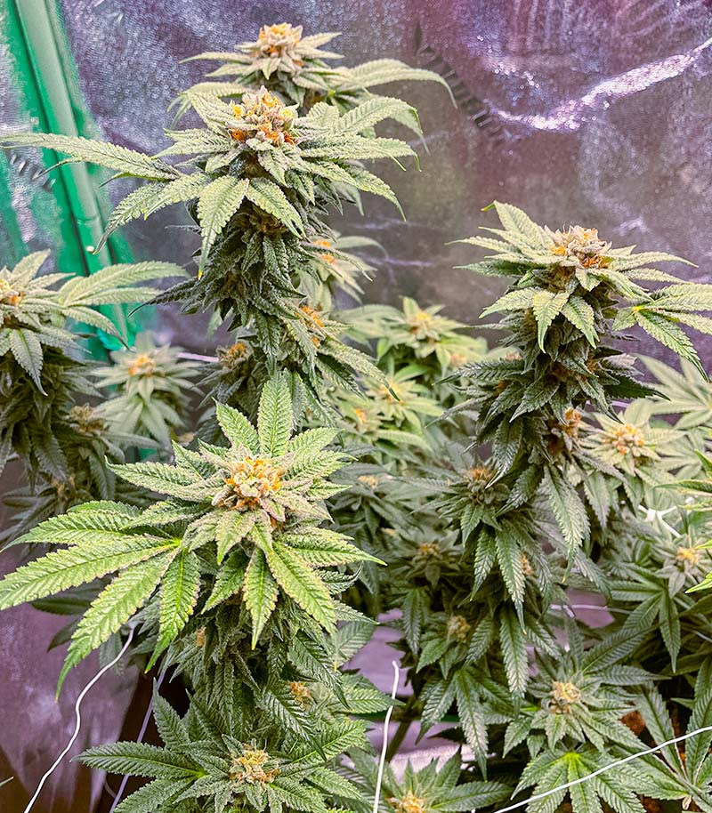 Семена сорта Jealousy fem (7CH American) — изображение 9