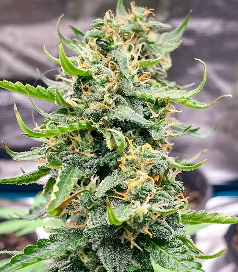Семена сорта Jealousy fem (7CH American) — изображение 8