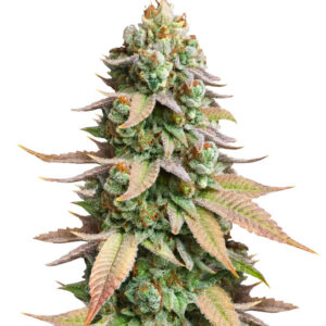 #9 Pound Hammer Fast fem (High Speed Buds) семена конопли
