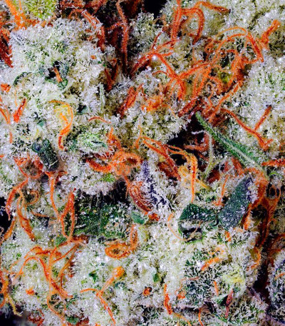 Banana Daddy Auto RBX2 fem (Ethos Genetics) семена конопли — изображение 2