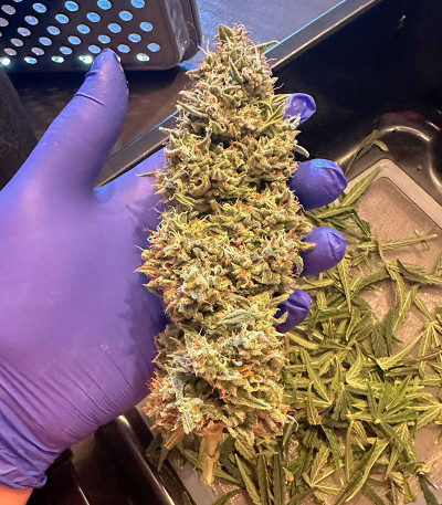 Banana Daddy Auto RBX2 fem (Ethos Genetics) семена конопли — изображение 3