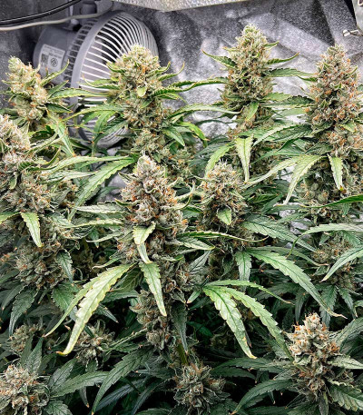 Banana Daddy Auto RBX2 fem (Ethos Genetics) семена конопли — изображение 4
