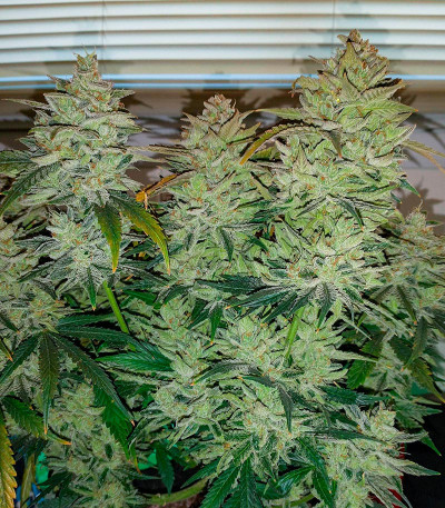 Banana Daddy Auto RBX2 fem (Ethos Genetics) семена конопли — изображение 5