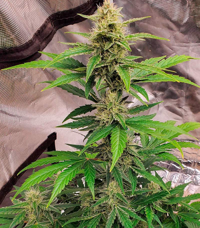 Banana Daddy Auto RBX2 fem (Ethos Genetics) семена конопли — изображение 6
