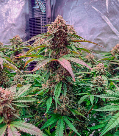Banana Daddy Auto RBX2 fem (Ethos Genetics) семена конопли — изображение 7